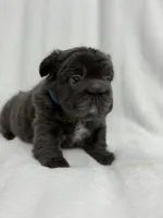 Theo , a male French Bulldog for sale in Sanford, NC – 3 of 4