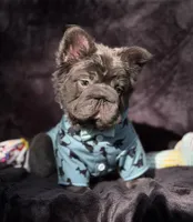 Theo , a male French Bulldog for sale in Sanford, NC – 3 of 4