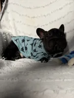 Diesel, a male French Bulldog for sale in Sanford, NC – 4 of 4