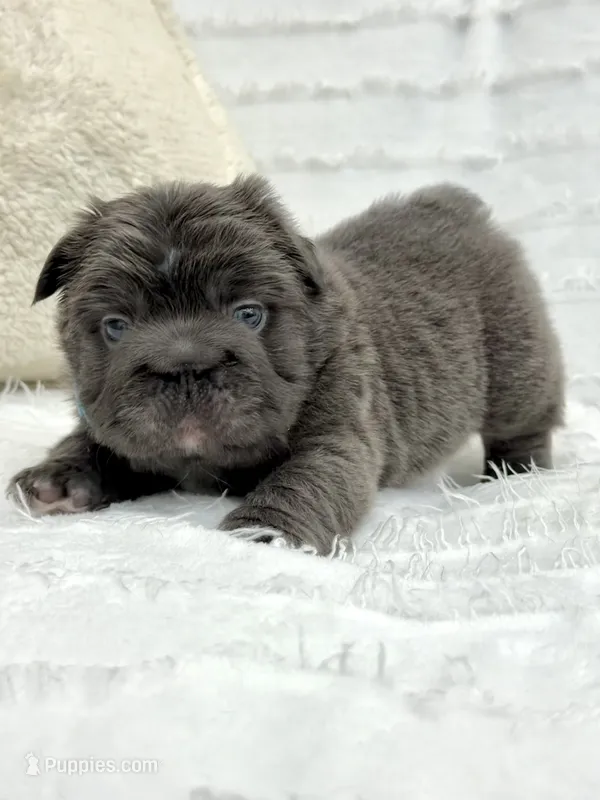 Theo  – French Bulldog puppy for sale in Sanford, NC