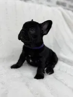 Luna , a female French Bulldog for sale in Sanford, NC – 4 of 4