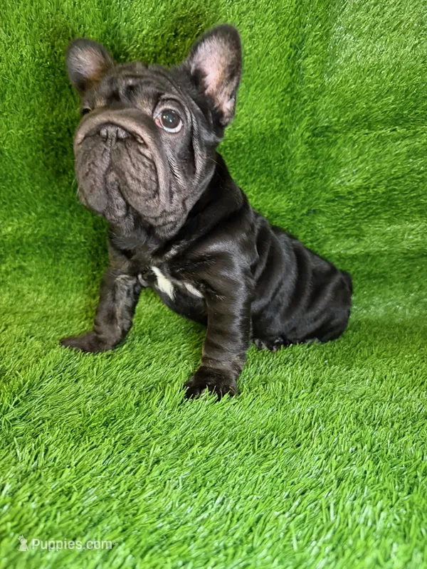 Eclipse  – French Bulldog puppy for sale in Sanford, NC