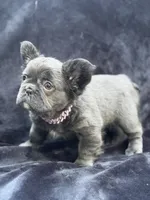 Delilah, a female French Bulldog for sale in Sanford, NC – 2 of 5