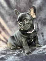 Luna , a female French Bulldog for sale in Sanford, NC – 3 of 5
