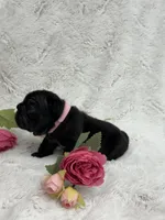 Eclipse , a female French Bulldog for sale in Sanford, NC – Photo 6 of 8