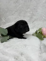 Eclipse , a female French Bulldog for sale in Sanford, NC – Photo 4 of 8