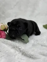 Eclipse , a female French Bulldog for sale in Sanford, NC – Photo 5 of 8