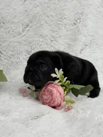 Eclipse , a female French Bulldog for sale in Sanford, NC – Photo 8 of 8