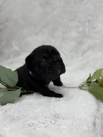 Eclipse , a female French Bulldog for sale in Sanford, NC – Photo 3 of 8