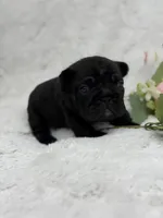 Eclipse , a female French Bulldog for sale in Sanford, NC – Photo 7 of 8