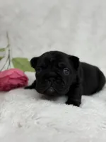 Eclipse , a female French Bulldog for sale in Sanford, NC – Photo 1 of 8