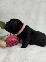 Eclipse , a female French Bulldog for sale in Sanford, NC – Photo 2 of 8