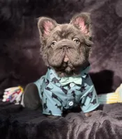 Theo , a male French Bulldog for sale in Sanford, NC – 4 of 4
