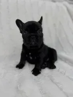 Luna , a female French Bulldog for sale in Sanford, NC – 3 of 4
