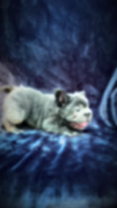 Theo , a male French Bulldog for sale in Sanford, NC – 7 of 7