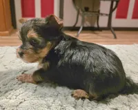 Thor, a male Yorkshire Terrier for sale in Blaine, WA – 2 of 7