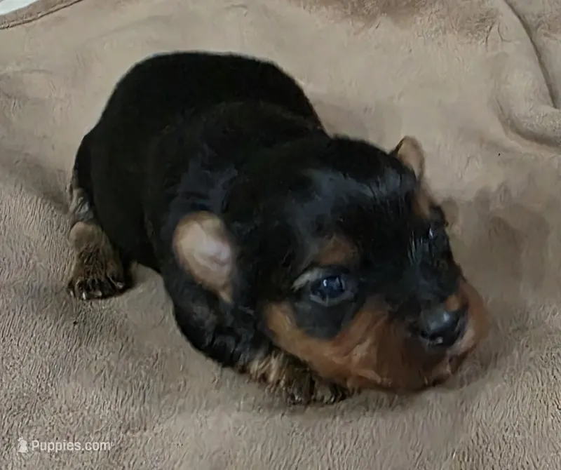 Victoria  – Yorkshire Terrier puppy for sale in Blaine, WA