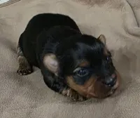 Victoria , a female Yorkshire Terrier for sale in Blaine, WA – Photo 1 of 3