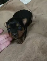 Victoria , a female Yorkshire Terrier for sale in Blaine, WA – Photo 3 of 3