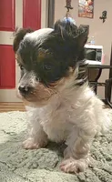 Oliver, a male Yorkipoo for sale in Blaine, WA – 2 of 4