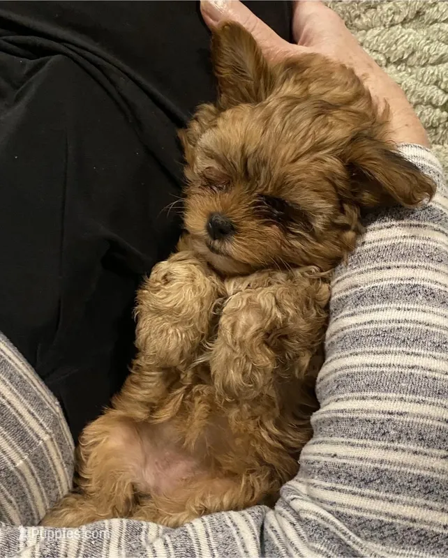 Dior – Yorkipoo puppy for sale in Blaine, WA