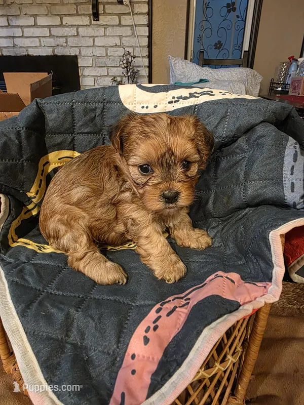 Dior – Yorkipoo puppy for sale in Blaine, WA