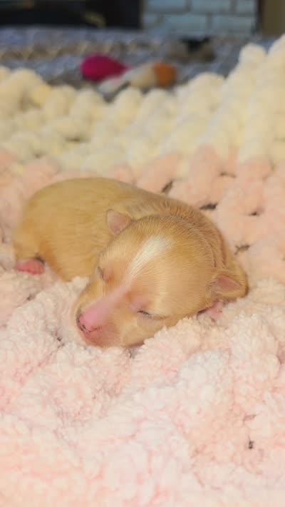 Barbie 2.O, a female Yorkshire Terrier for sale in Blaine, WA – 5 of 6