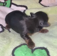 Kai, a male Yorkshire Terrier for sale in Blaine, WA – 3 of 6