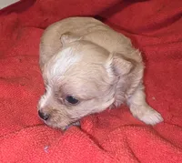Trixie, a female Yorkipoo for sale in Blaine, WA – 2 of 2