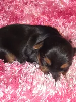 Leillani , a male Yorkshire Terrier for sale in Blaine, WA – 3 of 5