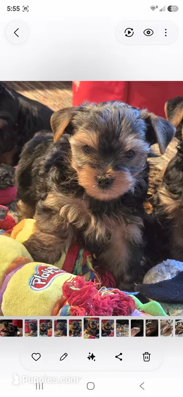 Koa – Yorkshire Terrier puppy on hold in Blaine, WA