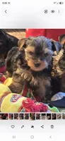Koa, a male Yorkshire Terrier for sale in Blaine, WA – 1 of 1