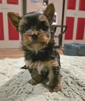 Odin, a male Yorkshire Terrier for sale in Blaine, WA – 5 of 7