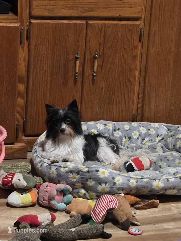 Little Lu Lu Belle – Yorkipoo puppy for sale in Blaine, WA