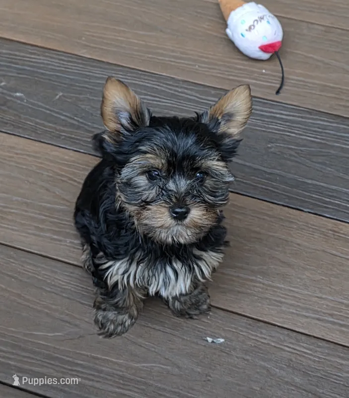 Thor – Yorkshire Terrier puppy for sale in Blaine, WA