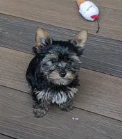 Thor, a male Yorkshire Terrier for sale in Blaine, WA – 1 of 3