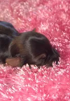 Malia, a male Yorkshire Terrier for sale in Blaine, WA – 5 of 5