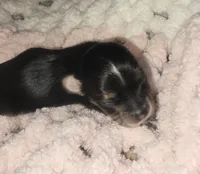 Skipper, a female Yorkshire Terrier for sale in Blaine, WA – 4 of 6