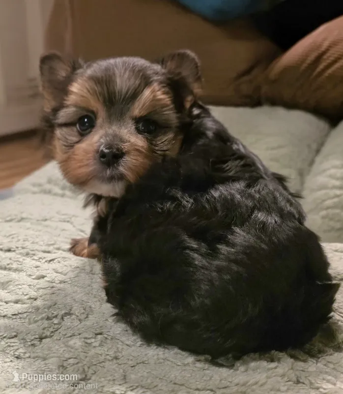 Maxwell  – Yorkipoo puppy for sale in Blaine, WA