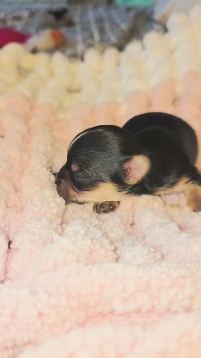 Skipper, a female Yorkshire Terrier for sale in Blaine, WA – 6 of 6