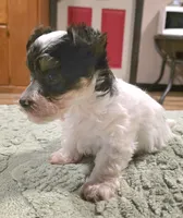 Oliver, a male Yorkipoo for sale in Blaine, WA – 3 of 4