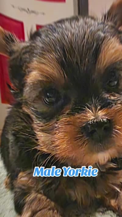 Thor, a male Yorkshire Terrier for sale in Blaine, WA – 7 of 7