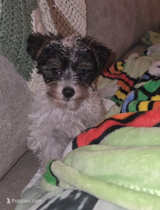 Oliver – Yorkipoo puppy for sale in Blaine, WA