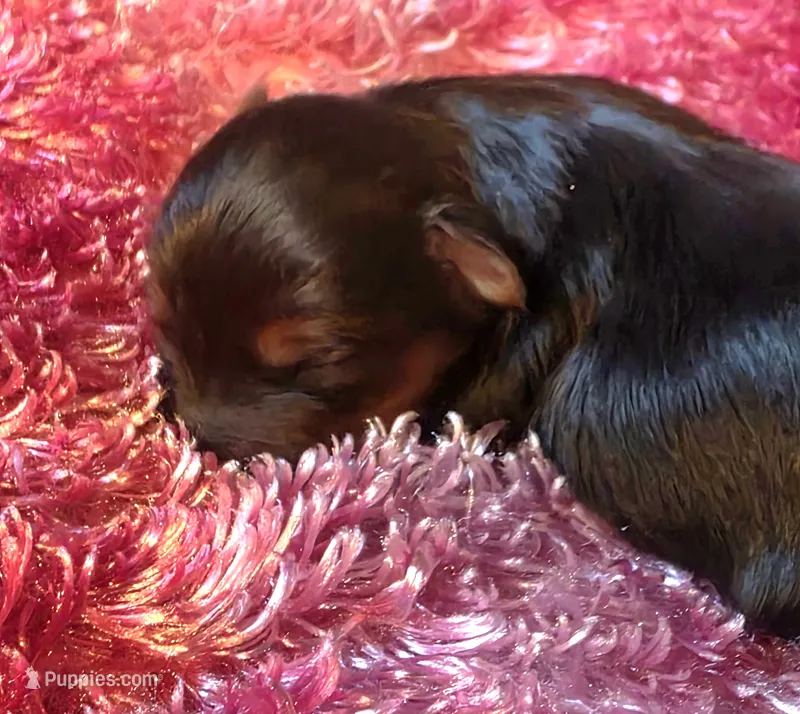 Malia – Yorkshire Terrier puppy for sale in Blaine, WA