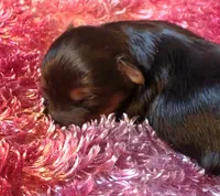 Malia, a male Yorkshire Terrier for sale in Blaine, WA – 1 of 5