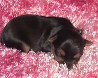 Leillani , a male Yorkshire Terrier for sale in Blaine, WA – 2 of 5