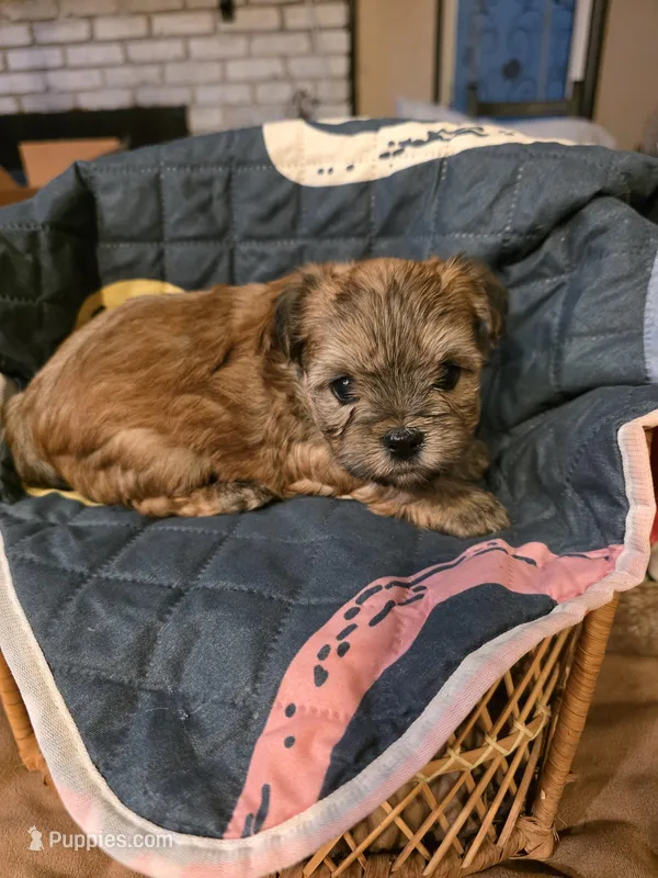 Gucci  – Yorkipoo puppy for sale in Blaine, WA