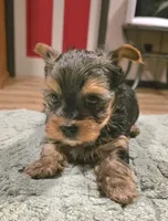 Thor, a male Yorkshire Terrier for sale in Blaine, WA – 1 of 7