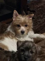 Kanga, a female Yorkshire Terrier for sale in Blaine, WA – Photo 3 of 3