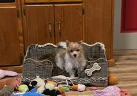 Kanga, a female Yorkshire Terrier for sale in Blaine, WA – Photo 1 of 3